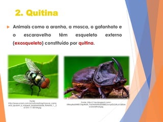 Revestimento dos animais invertebrados | PPTX