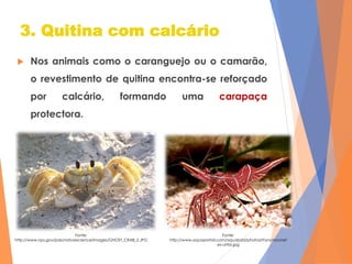 Revestimento dos animais invertebrados | PPTX