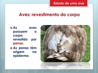 Aves: revestimento do corpo
 As aves
possuem o
corpo
revestido por
penas.
 As penas têm
origem na
epiderme.
Fonte: http://misslainey.files.wordpress.com/2007/06/feathers.jpg
Estudo de uma ave
 