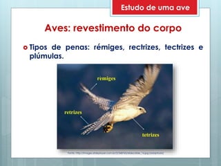 Aves: revestimento do corpo
 Tipos de penas: rémiges, rectrizes, tectrizes e
plúmulas.
Fonte: http://images.slideplayer.com.br/2/368765/slides/slide_16.jpg (adaptado)
Estudo de uma ave
 