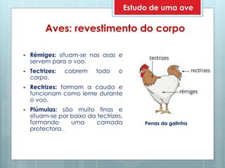 Aves: revestimento do corpo
 Rémiges: situam-se nas asas e
servem para o voo.
 Tectrizes: cobrem todo o
corpo.
 Rectrizes: formam a cauda e
funcionam como leme durante
o voo.
 Plúmulas: são muito finas e
situam-se por baixo da tectrizes,
formando uma camada
protectora.
Penas da galinha
Estudo de uma ave
 