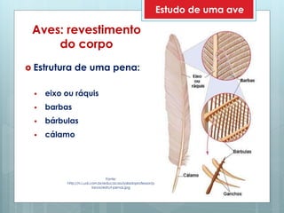 Aves: revestimento
do corpo
 Estrutura de uma pena:
 eixo ou ráquis
 barbas
 bárbulas
 cálamo
Fonte:
http://n.i.uol.com.br/educacao/saladoprofessor/p
lanos/estrut-penas.jpg
Estudo de uma ave
 