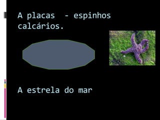 A placas  - espinhos calcários. A estrela do mar 