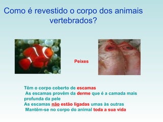 Como é revestido o corpo dos animais
           vertebrados?



                         Peixes




     Têm o corpo coberto de escamas
     As escamas provêm da derme que é a camada mais
     profunda da pele
     As escamas não estão ligadas umas às outras
     Mantêm-se no corpo do animal toda a sua vida
 