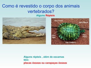 Como é revestido o corpo dos animais
           vertebrados?
                  Alguns Répteis




         Alguns répteis , além de escamas
         têm:
         placas ósseas ou carapaças ósseas
 