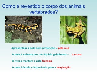 Como é revestido o corpo dos animais
           vertebrados?




   Apresentam a pele sem protecção – pele nua

    A pele é coberta por um líquido gelatinoso –   o muco

    O muco mantém a pele húmida

    A pele húmida é importante para a respiração
 