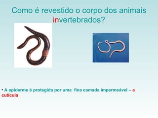 Como é revestido o corpo dos animais
              invertebrados?




• A epiderme é protegida por uma fina camada impermeável – a
cutícula
 