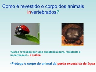 Como é revestido o corpo dos animais
          invertebrados?




   •Corpo revestido por uma substância dura, resistente e
   impermeável – a quitina


   •Protege o corpo do animal da perda excessiva de água
 