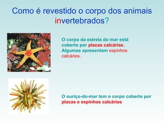 Como é revestido o corpo dos animais
          invertebrados?

            O corpo da estrela do mar está
            coberto por placas calcárias.
            Algumas apresentam espinhos
            calcários.




            O ouriço-do-mar tem o corpo coberto por
            placas e espinhos calcários
 