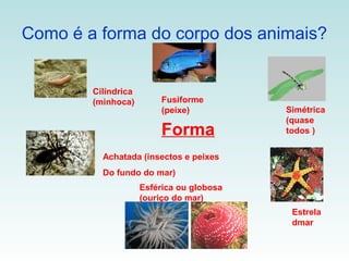 Como é a forma do corpo dos animais?


        Cilíndrica
        (minhoca)         Fusiforme
                          (peixe)          Simétrica
                                           (quase
                          Forma            todos )


          Achatada (insectos e peixes
          Do fundo do mar)
                     Esférica ou globosa
                     (ouriço do mar)
                                            Estrela
                                            dmar
 