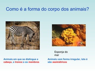 Como é a forma do corpo dos animais?




                                     Esponja do
                                     mar
Animais em que se distingue a   Animais com forma irregular, isto é
cabeça, o tronco e os membros   são assimétricos
 