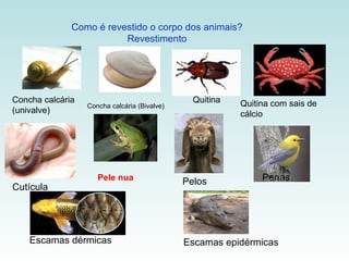 Como é revestido o corpo dos animais?
                         Revestimento




Concha calcária                                 Quitina   Quitina com sais de
                  Concha calcária (Bivalve)
(univalve)                                                cálcio




                     Pele nua                 Pelos            Penas
Cutícula




    Escamas dérmicas                          Escamas epidérmicas
 