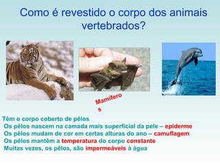 Como é revestido o corpo dos animais
                vertebrados?




                                 ífero
                              Mam
                              s
Têm o corpo coberto de pêlos
Os pêlos nascem na camada mais superficial da pele – epiderme
Os pêlos mudam de cor em certas alturas do ano – camuflagem
Os pêlos mantêm a temperatura do corpo constante
Muitas vezes, os pêlos, são impermeáveis à água
 