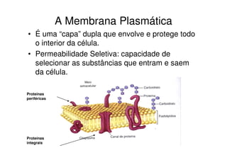 A Membrana Plasmática
• É uma “capa” dupla que envolve e protege todo
o interior da célula.
• Permeabilidade Seletiva: capacidade de
selecionar as substâncias que entram e saem
da célula.
Proteínas
periféricas
Proteínas
integrais
 