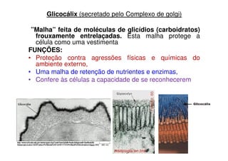 Glicocálix (secretado pelo Complexo de golgi)
”Malha” feita de moléculas de glicídios (carboidratos)
frouxamente entrelaçadas. Esta malha protege a
célula como uma vestimenta
FUNÇÕES:
• Proteção contra agressões físicas e químicas do
ambiente externo,
• Uma malha de retenção de nutrientes e enzimas,
• Confere às células a capacidade de se reconhecerem• Confere às células a capacidade de se reconhecerem
 