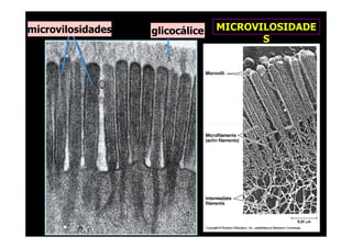 microvilosidades glicocálice MICROVILOSIDADE
S
 