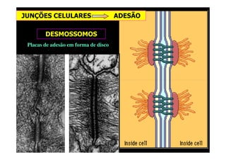 Placas de adesão em forma de disco
DESMOSSOMOS
JUNÇÕES CELULARES ADESÃO
 