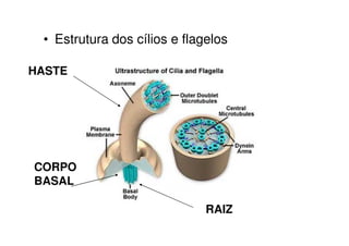 • Estrutura dos cílios e flagelos
HASTE
CORPO
BASAL
RAIZ
 