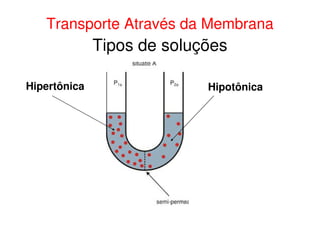 Tipos de soluções
Hipertônica Hipotônica
Transporte Através da Membrana
 