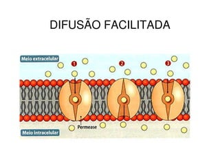 DIFUSÃO FACILITADA
 