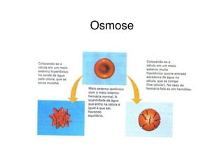 Osmose
 