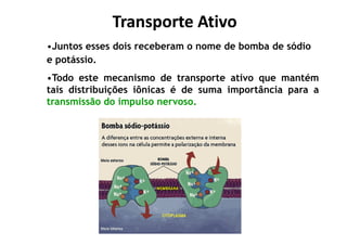 Transporte AtivoTransporte Ativo
•Juntos esses dois receberam o nome de bomba de sódio
e potássio.
•Todo este mecanismo de transporte ativo que mantém
tais distribuições iônicas é de suma importância para a
transmissãotransmissão dodo impulsoimpulso nervosonervoso..
 