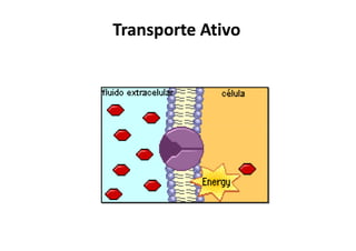 Transporte AtivoTransporte Ativo
 