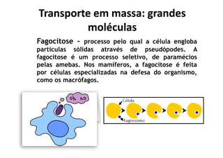 Transporte em massa: grandes
moléculas
Transporte em massa: grandes
moléculas
Fagocitose - processo pelo qual a célula engloba
partículas sólidas através de pseudópodes. A
fagocitose é um processo seletivo, de paramécios
pelas amebas. Nos mamíferos, a fagocitose é feita
por células especializadas na defesa do organismo,
como os macrófagos.como os macrófagos.
 