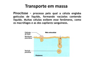 Transporte em massaTransporte em massa
Pinocitose - processo pelo qual a célula engloba
gotículas de líquido, formando vacúolos contendo
líquido. Muitas células exibem esse fenômeno, como
os macrófagos e as dos capilares sanguíneos.
 