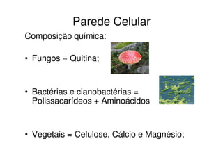 Parede Celular
Composição química:
• Fungos = Quitina;
• Bactérias e cianobactérias =
Polissacarídeos + Aminoácidos
• Vegetais = Celulose, Cálcio e Magnésio;
 