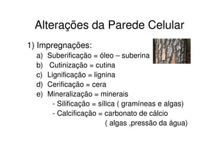 Alterações da Parede Celular
1) Impregnações:
a) Suberificação = óleo – suberina
b) Cutinização = cutina
c) Lignificação = ligninac) Lignificação = lignina
d) Cerificação = cera
e) Mineralização = minerais
- Silificação = sílica ( gramíneas e algas)
- Calcificação = carbonato de cálcio
( algas ,pressão da água)
 