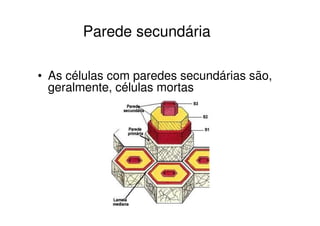 • As células com paredes secundárias são,
geralmente, células mortas
Parede secundária
 