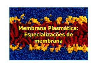Membrana Plasmática:
Especializações de
membrana
 