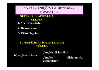ESPECIALIZAÇÕES DA MEMBRANA
PLASMÁTICA
SUPERFÍCIE APICAL DA
CÉLULA
SUPERFÍCIE BASO-LATERAL DA
CÉLULA
1- Microvilosidades
2- Desmossomos
3- Cílios/Flagelos
1-Junções celulares
Junções célula-célula
Junções célula-matriz
extracelular
 