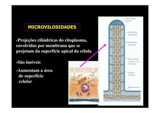 MICROVILOSIDADES
-Projeções cilíndricas do citoplasma,
envolvidas por membrana que se
projetam da superfície apical da célula
-São imóveis
-Aumentam a área
de superfície
celular
 