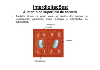 Interdigitações:
Aumento da superfície de contato
• Também atuam na união entre as células dos tecidos de
revestimento, garantindo maior proteção e intercâmbio de
substâncias.
 