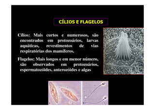 CÍLIOS E FLAGELOS
Cílios: Mais curtos e numerosos, são
encontrados em protozoários, larvas
aquáticas, revestimentos de vias
respiratórias dos mamíferos.
Flagelos: Mais longos e em menor número,
são observados em protozoários,
espermatozóides, anterozóides e algas
 