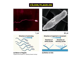 CÍLIOS/FLAGELOS
 