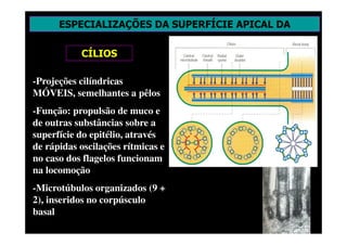 ESPECIALIZAÇÕES DA SUPERFÍCIE APICAL DA
MEMBRANA
CÍLIOS
-Projeções cilíndricas
MÓVEIS, semelhantes a pêlos
-Função: propulsão de muco e
de outras substâncias sobre a
superfície do epitélio, através
de rápidas oscilações rítmicas e
no caso dos flagelos funcionam
na locomoção
-Microtúbulos organizados (9 +
2), inseridos no corpúsculo
basal
 
