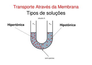 Tipos de soluções
Hipertônica Hipotônica
Transporte Através da Membrana
 