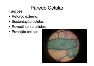 Parede Celular
Funções:
• Reforço externo;
• Sustentação celular;
• Revestimento celular;
• Proteção celular.
 