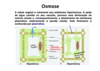 OsmoseOsmose
A célula vegetal é vulnerável aos ambientes hipertônicos. A saída
da água contida no seu vacúolo, provoca uma diminuição do
volume celular e, consequentemente, o afastamento da membrana
plasmática relativamente à parede celular. Este fenômeno é
conhecido por plasmólise.
Plasmólise
Deplasmólise
Hipotônico Hipertônico
 