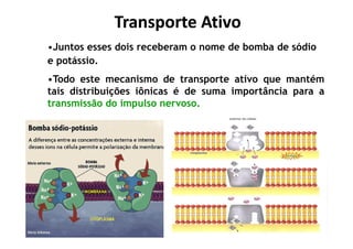 Transporte AtivoTransporte Ativo
•Juntos esses dois receberam o nome de bomba de sódio
e potássio.
•Todo este mecanismo de transporte ativo que mantém
tais distribuições iônicas é de suma importância para a
transmissão do impulso nervoso.
 