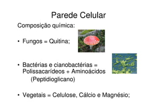 Parede Celular
Composição química:
• Fungos = Quitina;
• Bactérias e cianobactérias =
Polissacarídeos + Aminoácidos
(Peptidioglicano)
• Vegetais = Celulose, Cálcio e Magnésio;
 