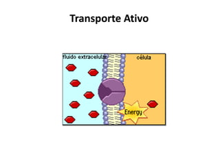 Transporte AtivoTransporte Ativo
 