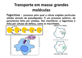 Transporte em massa: grandes
moléculas
Transporte em massa: grandes
moléculas
Fagocitose - processo pelo qual a célula engloba partículas
sólidas através de pseudópodes. É um processo seletivo, de
paramécios feito por amebas. Nos mamíferos, a fagocitose é
feita por células de defesa, como os macrófagos.
 