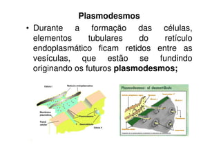 Plasmodesmos
• Durante a formação das células,
elementos tubulares do retículo
endoplasmático ficam retidos entre as
vesículas, que estão se fundindo
originando os futuros plasmodesmos;
 