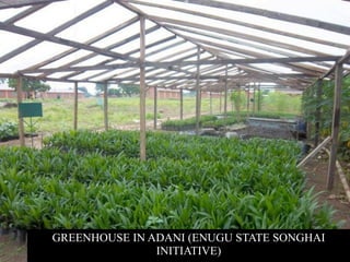 NEW RICE ALL YEAR IRRIGATED PRODUCTION TECHNIQUE
     IN ADANI (ENUGU STATE SONGHAI INITIATIVE)
 
