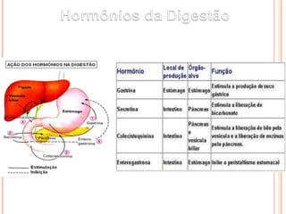 Reviao anatomia gastrointestinal.pptx