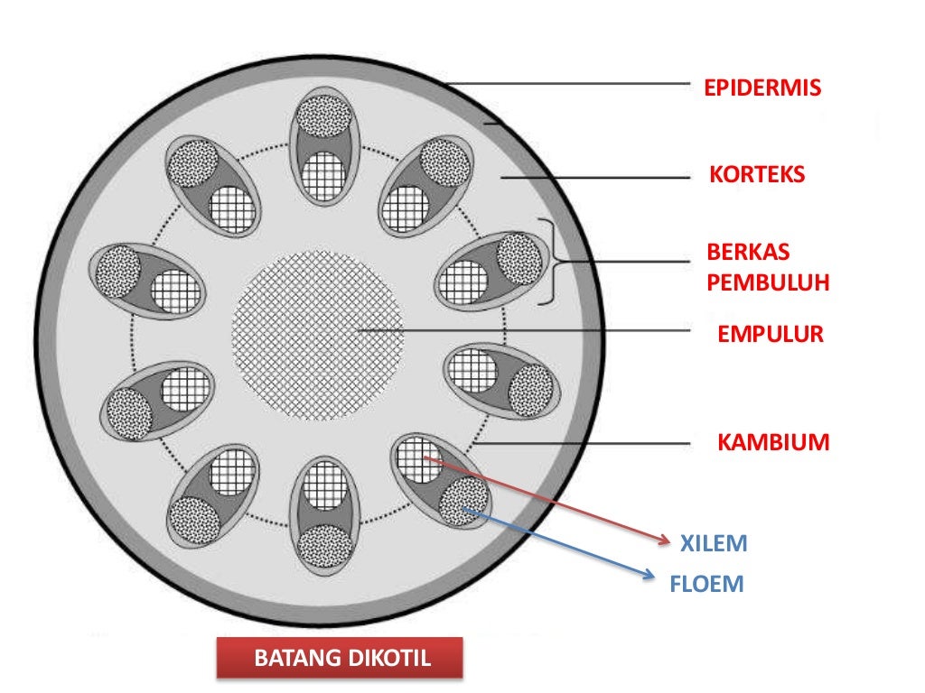 Review Akar Batang
